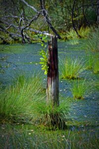 Spendenprojekt moor, pietzmoor, tree stump, schneverdingen, moorland, forest, nature reserve, nature, wood, landscape, wetland, high moor