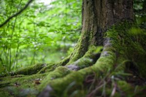 Spendenprojekt Close-up of a moss-covered tree trunk in a vibrant green forest, showcasing natural beauty.