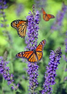Spendenprojekt Monarch butterflies perched on purple lavender blooms on a sunny day.