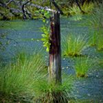 moor, pietzmoor, tree stump, schneverdingen, moorland, forest, nature reserve, nature, wood, landscape, wetland, high moor