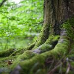 Close-up of a moss-covered tree trunk in a vibrant green forest, showcasing natural beauty.