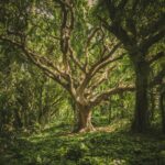 Captivating view of a sprawling ancient tree in a verdant forest setting, perfect for nature backgrounds.