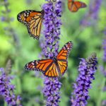 Monarch butterflies perched on purple lavender blooms on a sunny day.