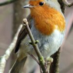 Close-up of a European robin in a natural habitat setting.